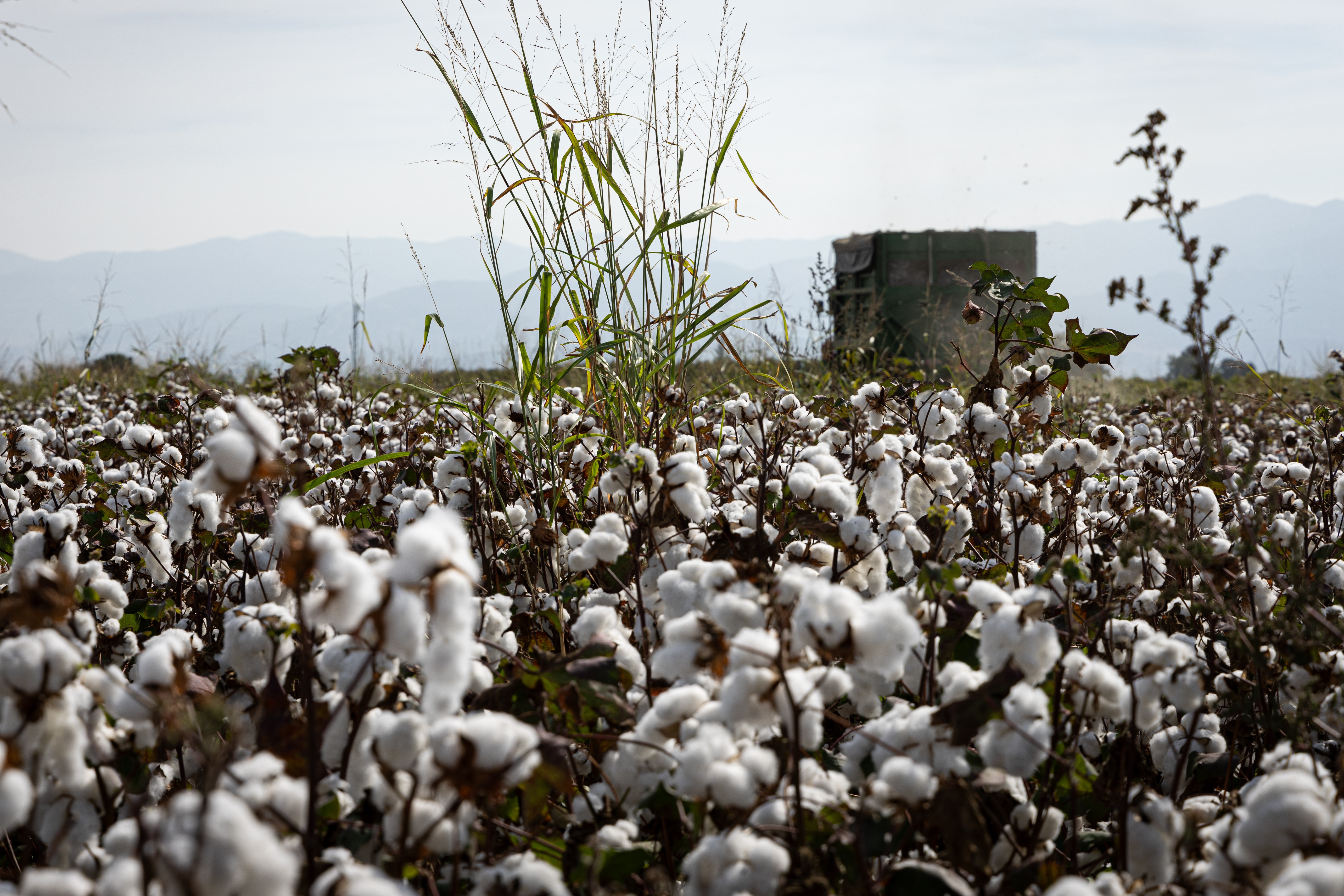 İzmir'in Menemen ilçesinde 'beyaz altın' olarak anılan pamuğun hasadı başladı.