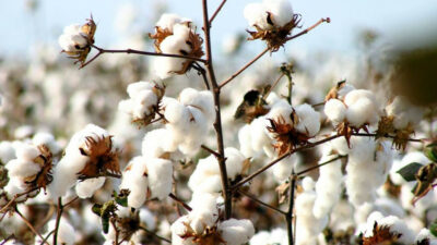 İyi Pamuk Uygulamaları Derneği (İPUD) Yönetim Kurulu Başkanı Muzaffer Turgut