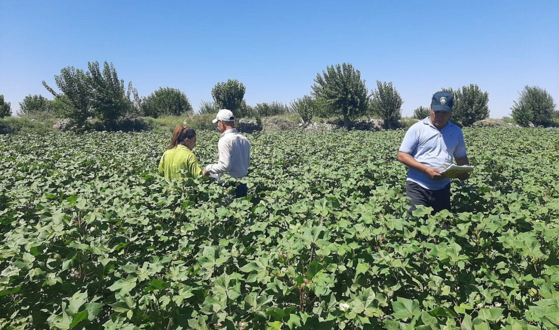 Better Cotton, Özbekistan’daki tarım