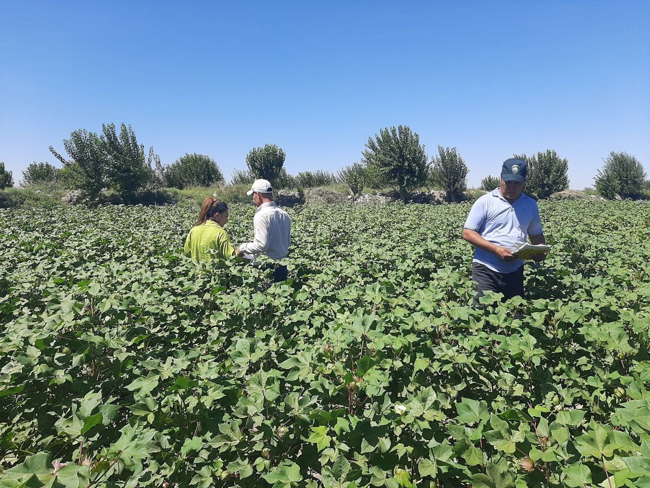 Better Cotton’dan Özbekistan’ın sürdürülebilirlik için yol haritasına destek