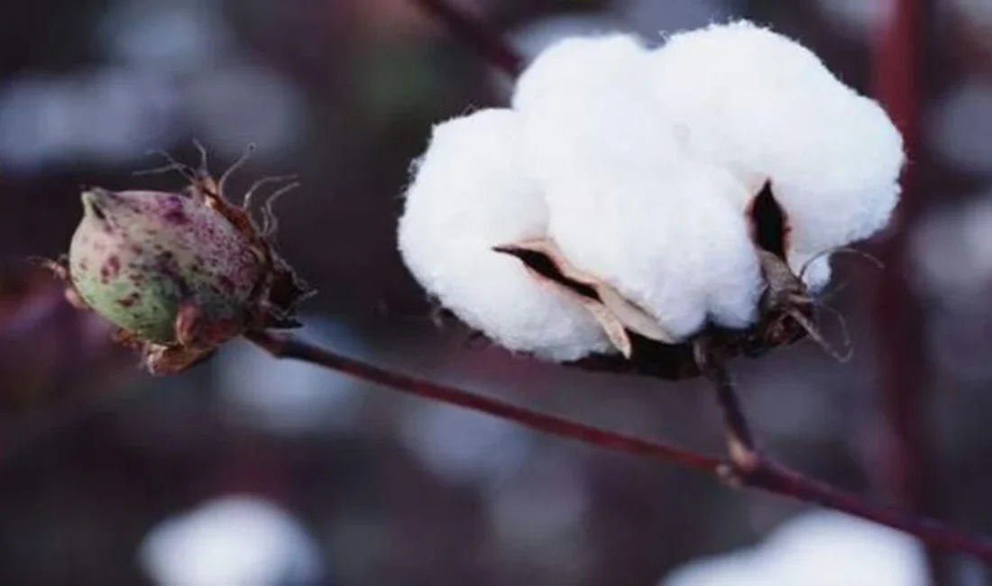 Avrupa Birliği'nde (AB) imza