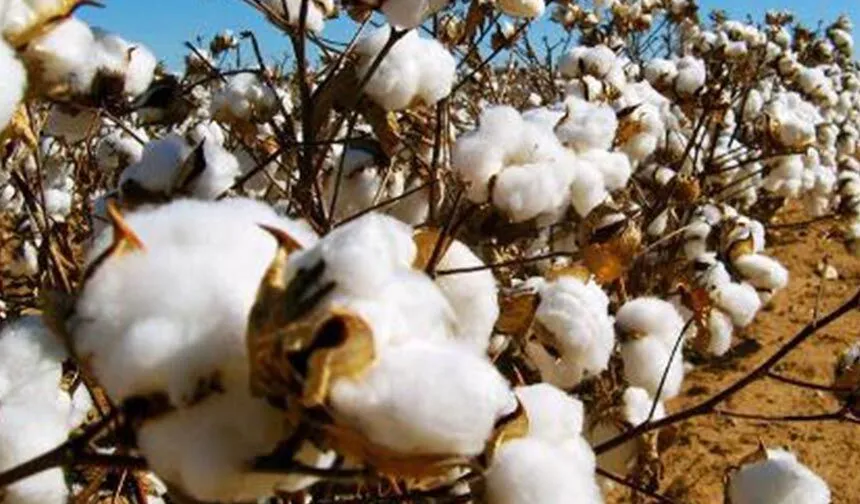 Çağdaş Türk Tarım Platformu tarafından hazırlanan, ‘Pamuk ve Tekstil Sektörü’ raporunda, pamuk ve tekstil sektöründe
