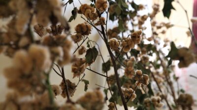 Denizli, tekstil sektöründe devrim yaratacak bir projeye imza atıyor. Pamukkale