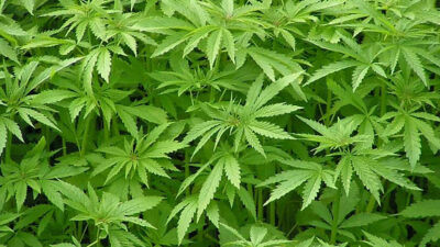 Ondokuz Mayıs Üniversitesi (OMÜ) Kenevir Araştırma Enstitüsü, Türkiye’nin üçüncü yerli