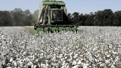 Yunanistan'da Trakya Çırçır Fabrikası (Ekkokistiria Thrakis), Avrupa’da pamuğa karşı başlatılan