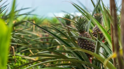 Ananas yapraklarından yapılan kumaşlar, plastik içermeyen ve çevre dostu alternatifler