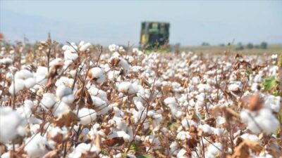 Maliyetlerdeki artış ve üreticinin başka ürünlere yönelmesinin yanı sıra kuraklık
