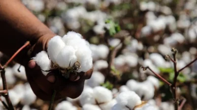 ABD ile Çin arasında tırmanan ticaret gerilimleri, küresel pamuk piyasasında