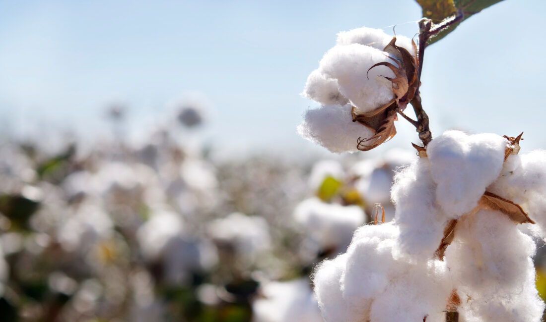 Türkiye'nin pamuk ihtiyacının büyük bölümünü ithalatla karşıladığı bu dönemde, Çukobirlik