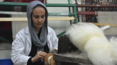 Van Olgunlaşma Enstitüsü, Gürpınar ilçesine özgü Norduz koyununun yününü değerlendirerek