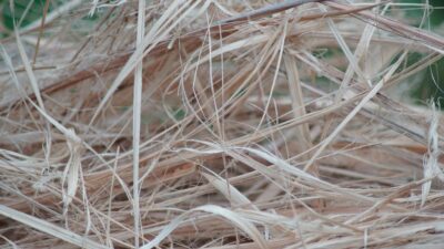 Chalmers Teknoloji Üniversitesi'nde yapılan araştırma, yulaf kabukları ve buğday samanı