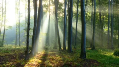 Orman koruma örgütü Canopy, 2016’dan bu yana yayınladığı “Hot Button” raporunun